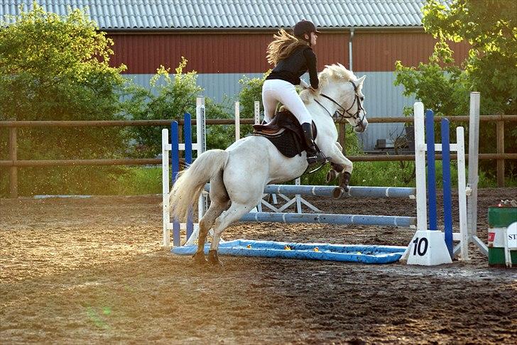 Anden særlig race Heri's Skywalker Conall - Til stævne på FHRS hvor vi flot kom over plastikvandgraven ;) 
 billede 6