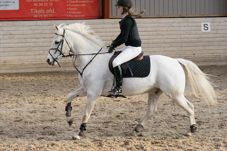 Anden særlig race Heri's Skywalker Conall - Vores første stævne sammen ;) billede 7