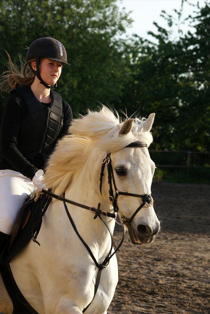 Anden særlig race Heri's Skywalker Conall billede 8