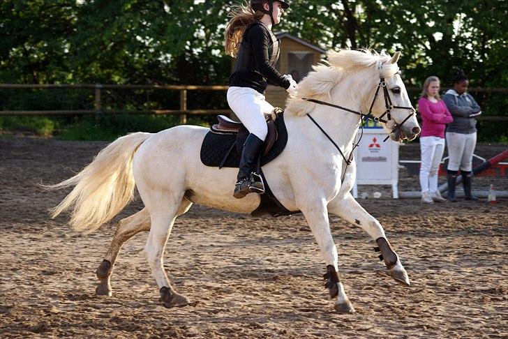 Anden særlig race Heri's Skywalker Conall - Conall i fuld galop i omspringningen billede 9