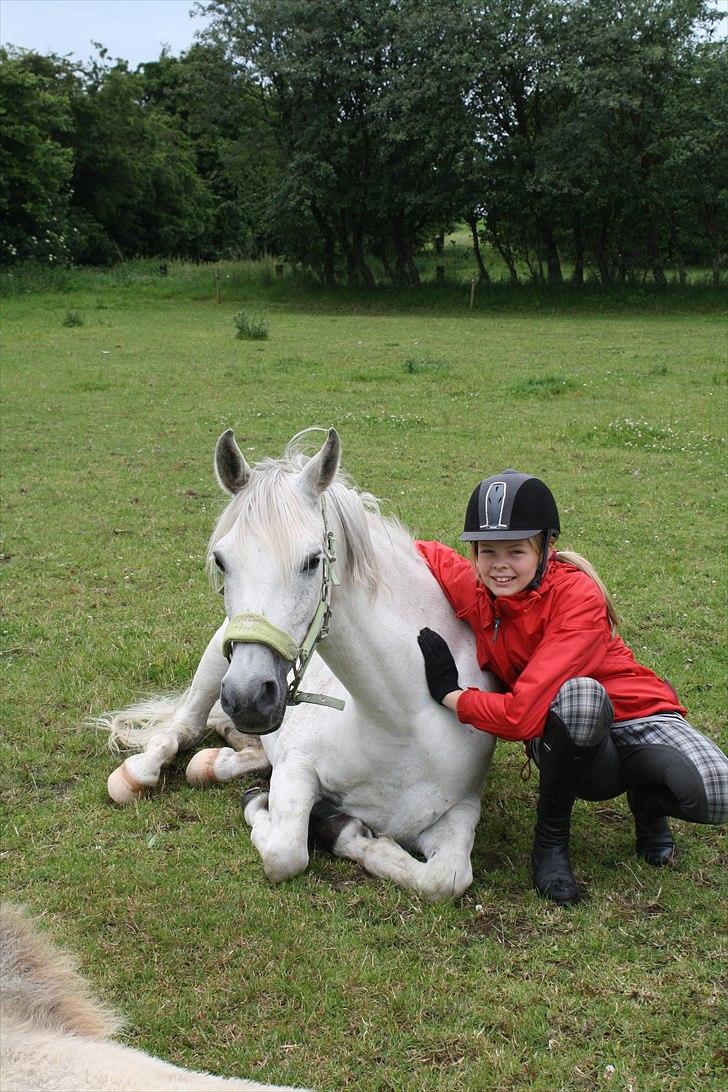 Arabisk fuldblod (OX) Annabel <3 - Den største fornøjelse i livet, er at gøre det, som andre siger er umuligt <3 billede 3