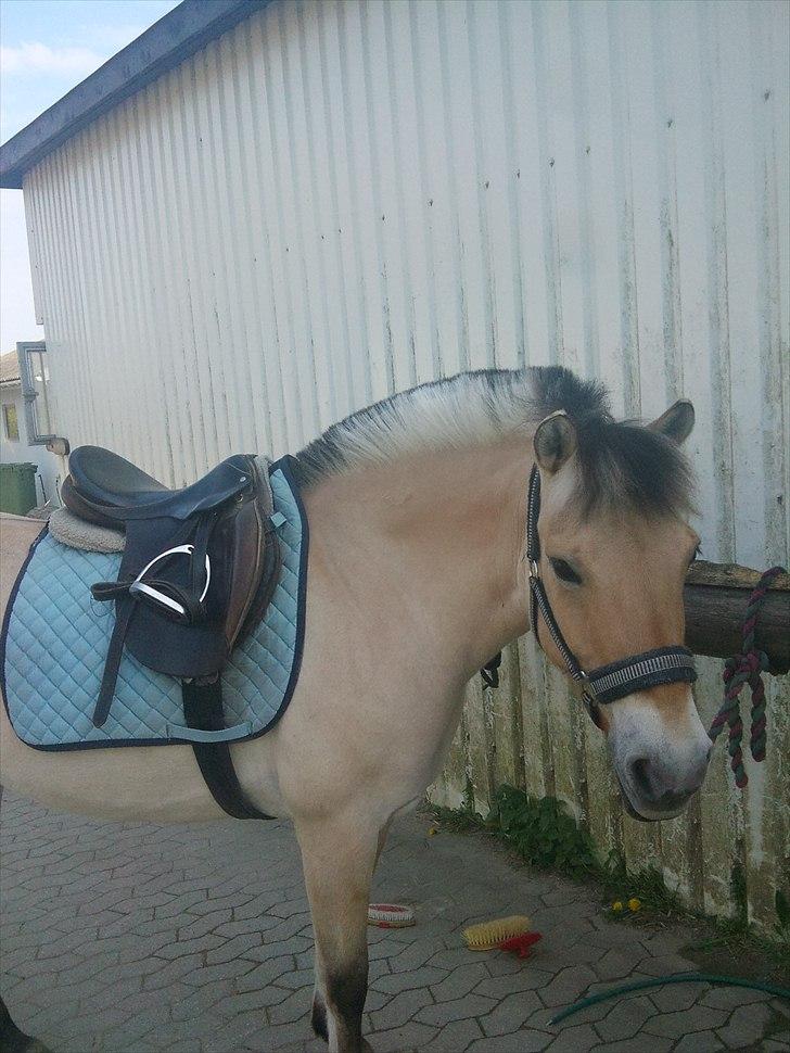 Fjordhest  l Fylla :D<3. billede 1