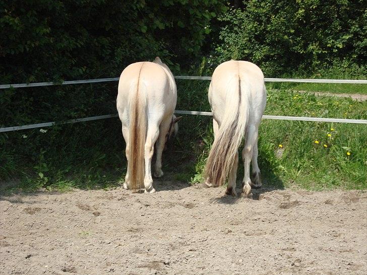 Fjordhest Ricko Fjordvang - Allerede gode venner med vores anden fjordhest, Højgaards Findus billede 4