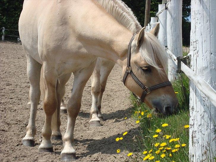 Fjordhest Ricko Fjordvang billede 5