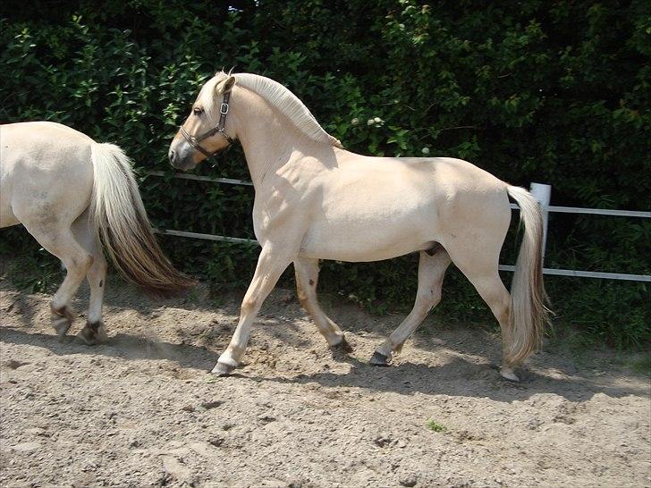 Fjordhest Ricko Fjordvang billede 2