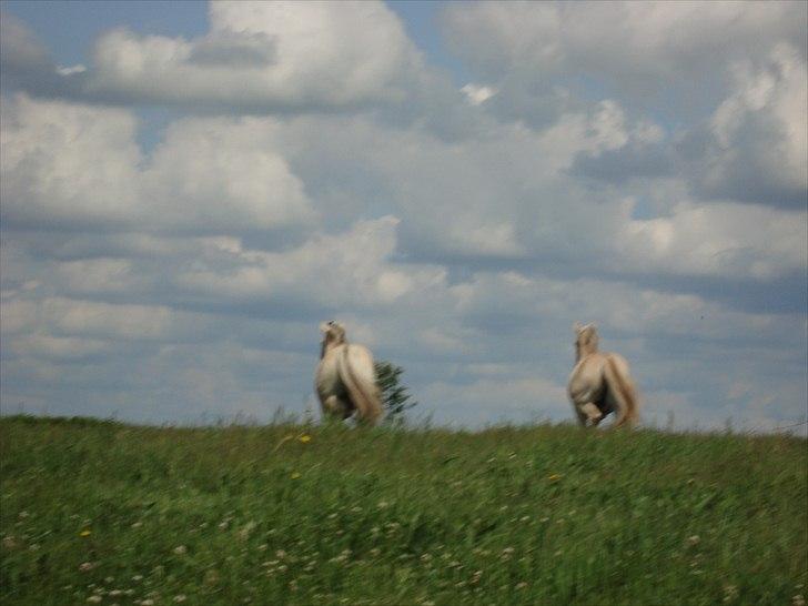 Fjordhest Ricko Fjordvang - Hej hej, vi ses! billede 11