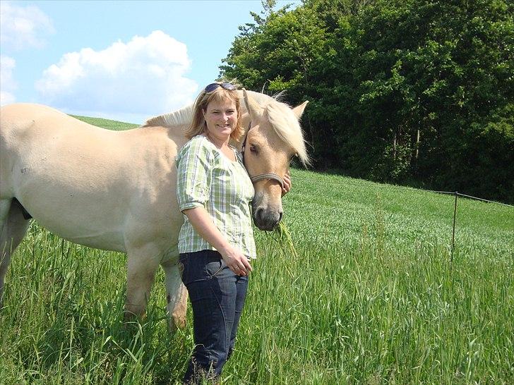 Fjordhest Ricko Fjordvang billede 8
