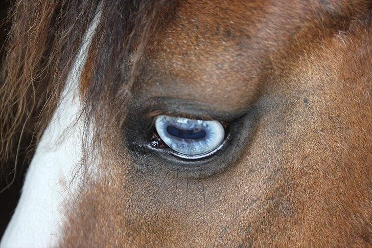 DSP simba<3 (bassemand) billede 13