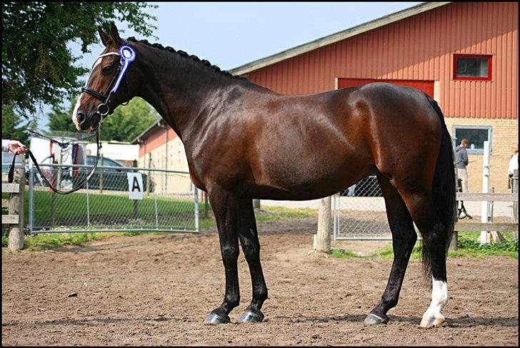 Oldenborg Fabienne af Hvarre - Fabienne til oldenborg hoppekåring 2011 billede 18