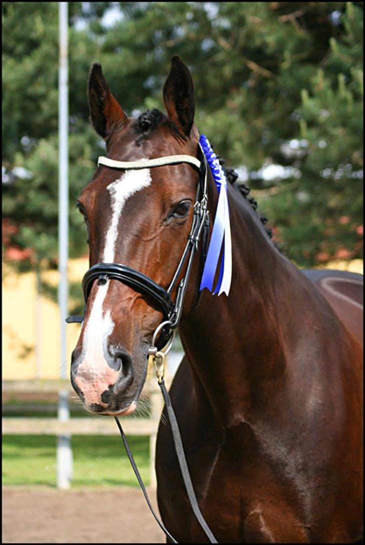 Oldenborg Fabienne af Hvarre - Fabienne til oldenborg hoppekåring 2011 billede 19