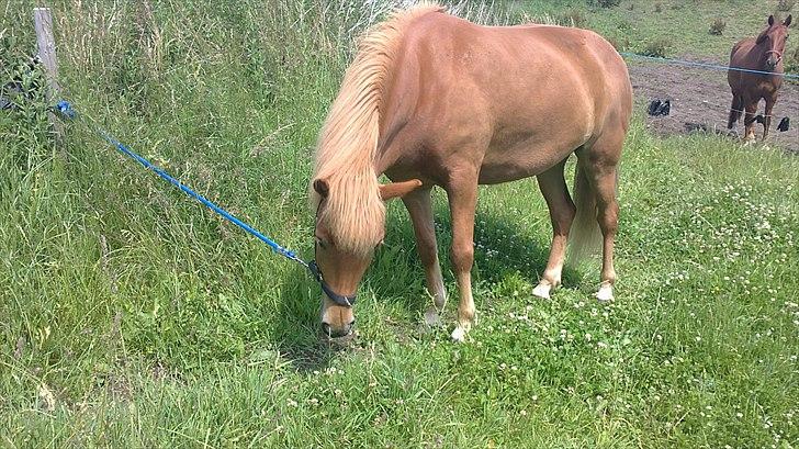 Islænder Gletta - Der er intet bedere end frisk grønt græs! :-)
Fotograf: Mig ;-) billede 10