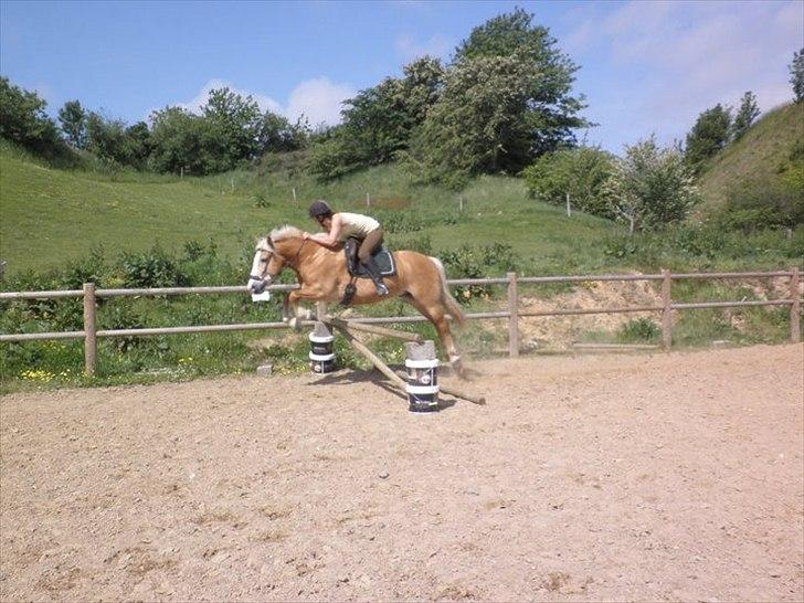 Haflinger Kentucky billede 2