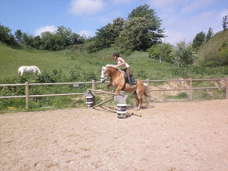 Haflinger Kentucky billede 10