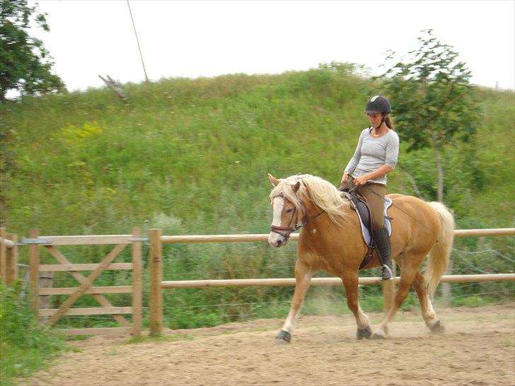 Haflinger Kentucky billede 18