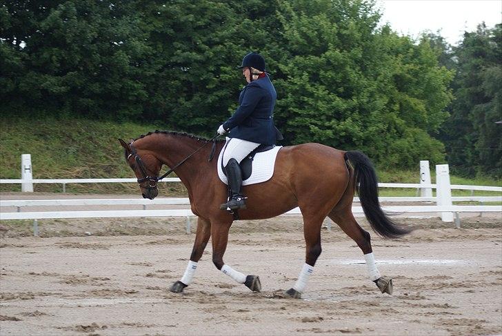 Trakehner Aswan H billede 19