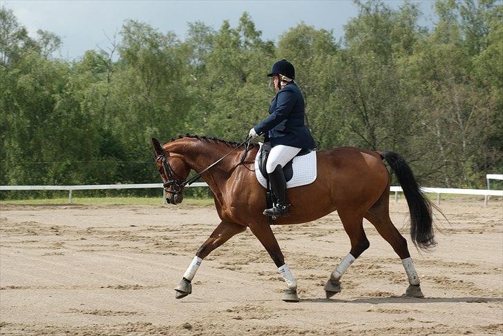 Trakehner Aswan H billede 20