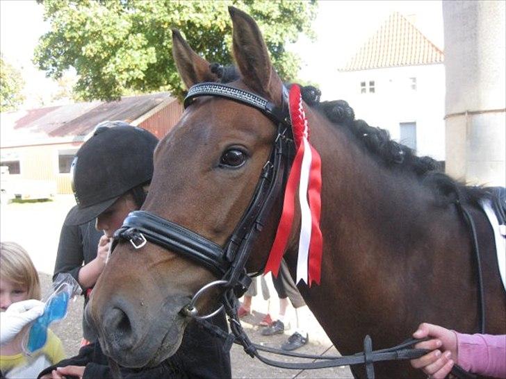 New Forest Nyskovens Baunty <3 R.I.P billede 8