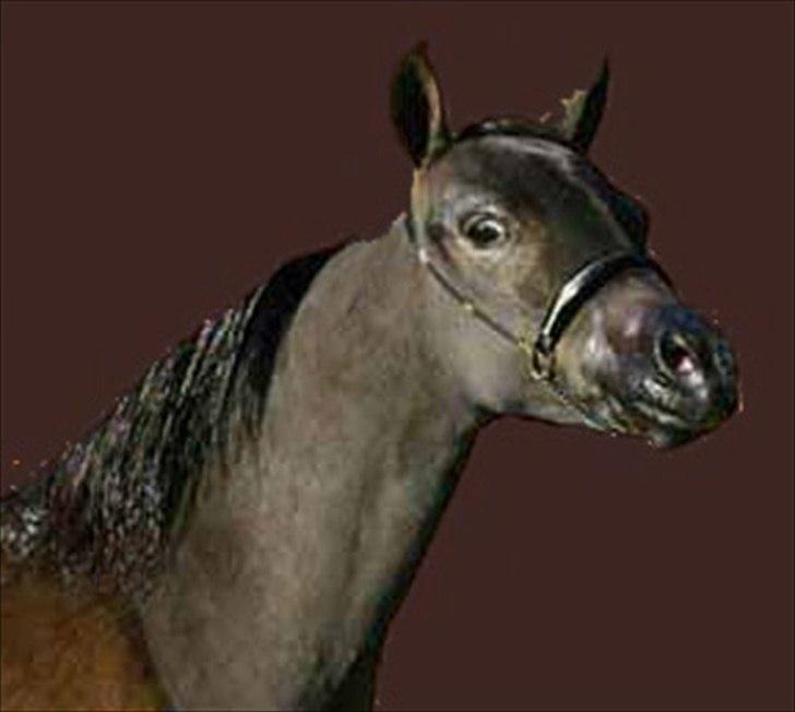 Amerikansk Miniature - Royal Oak Impressive Dynamite - Hovedfoto af Dynamite, taget da hun boede hos avler Royal Oak Farm i Florida - 2007 billede 6