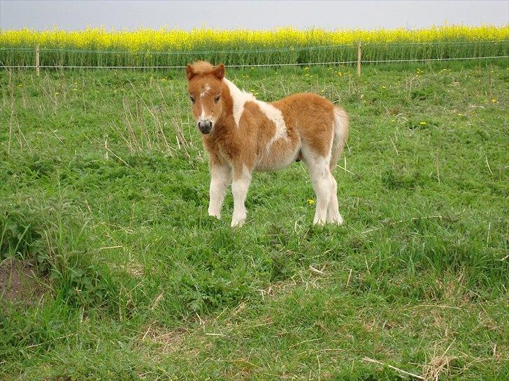 Miniature Ryttergaarden's Bertram - Baby Bertram (: billede 3