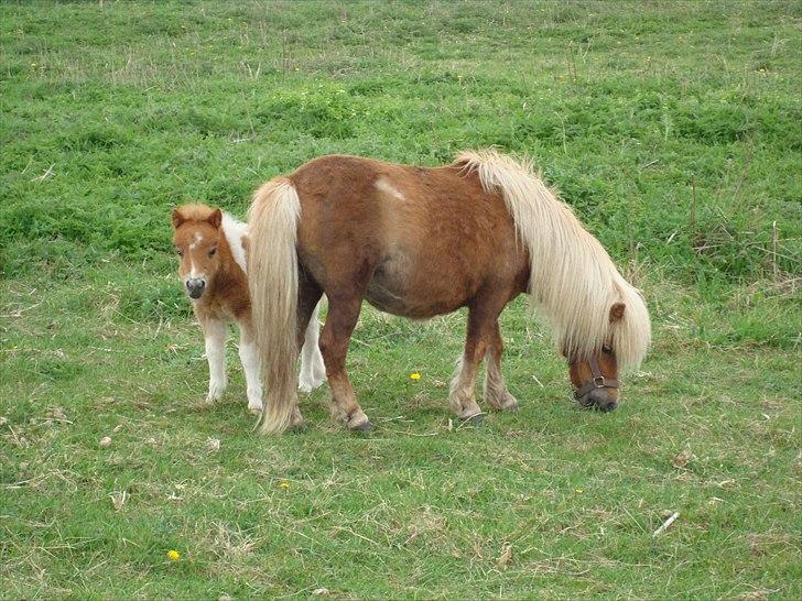 Miniature Ryttergaarden's Bertram - Lille Bertram og hans mor Tally (: billede 4