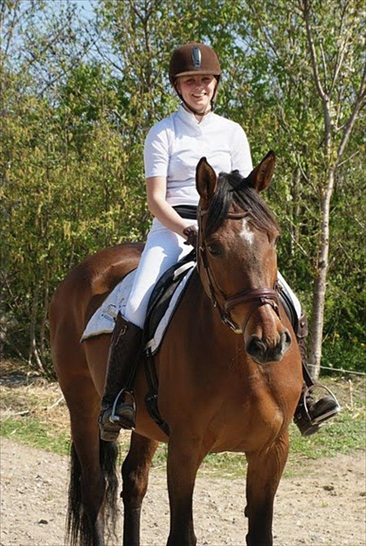 Dansk Varmblod Møllgårds Miss World Himmelhest - Min dejlige prinsesse :D  billede 2