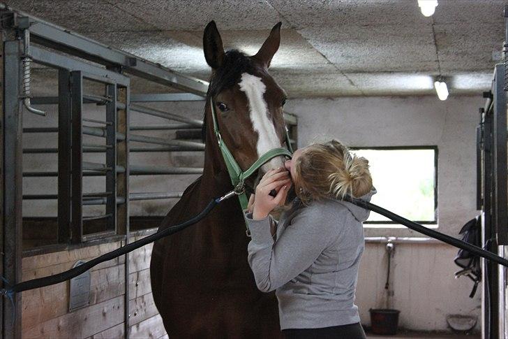 Dansk Varmblod Fifi<33 billede 4