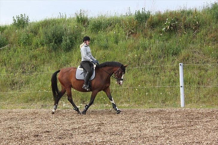 Dansk Varmblod Fifi<33 billede 5