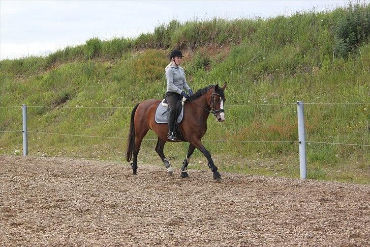 Dansk Varmblod Fifi<33 billede 6