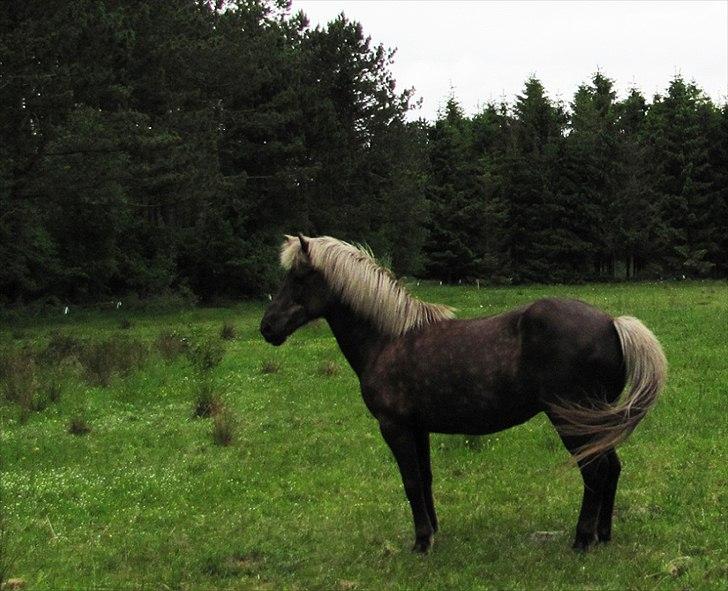 Islænder Brynja fra Höskuldsstöðum billede 1