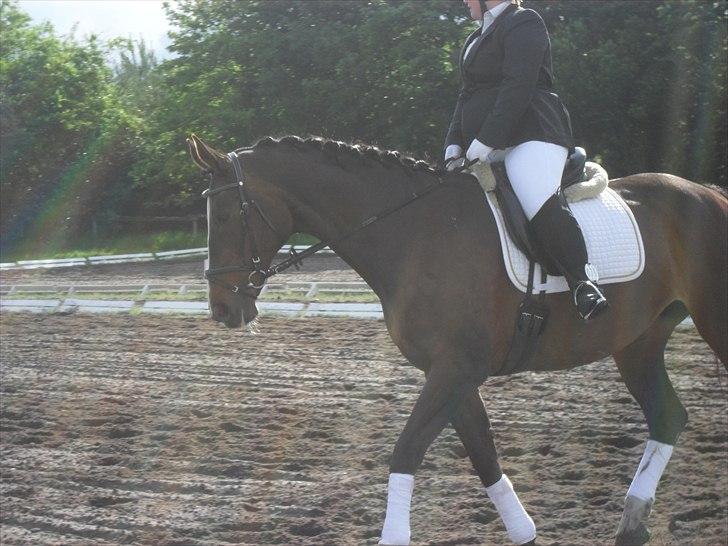 Dansk Varmblod Minelli Mosegård  - Lisette og Minelli stævne juni 2011 billede 16