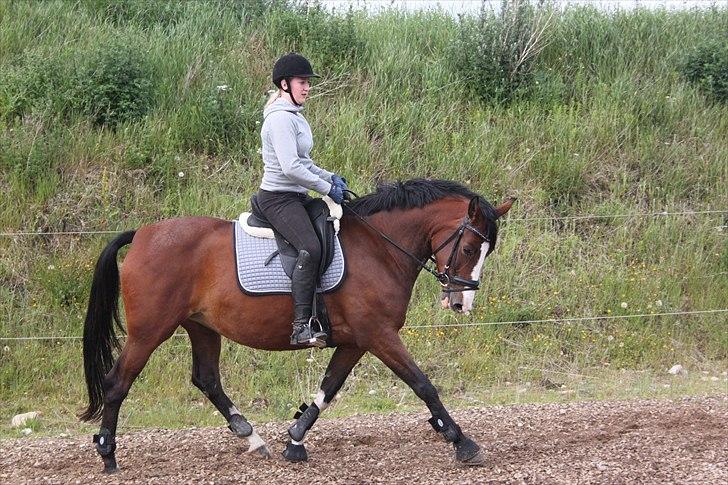 Dansk Varmblod Fifi<33 billede 7