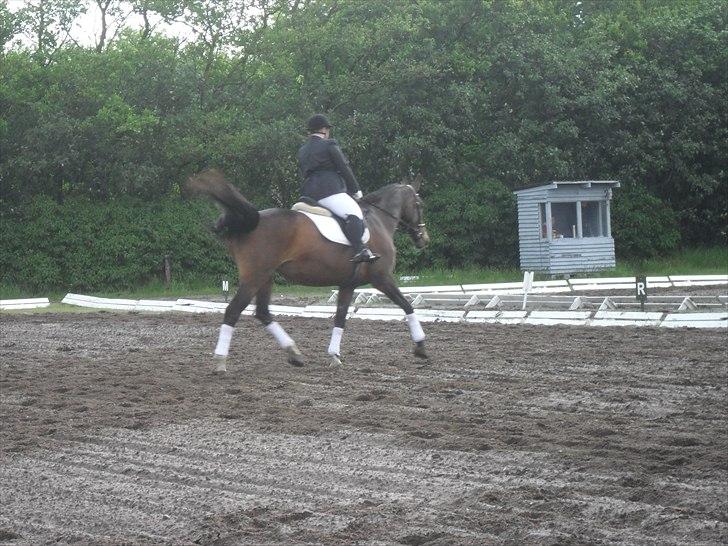 Dansk Varmblod Minelli Mosegård  - Lisette og Minelli stævne 2011 billede 17