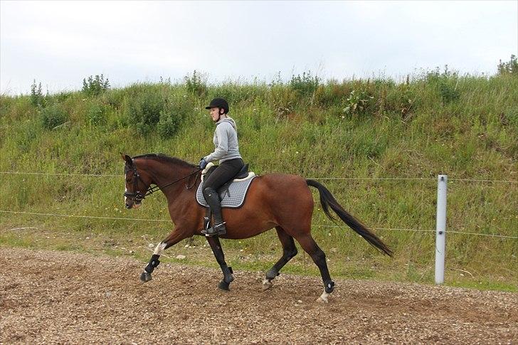 Dansk Varmblod Fifi<33 billede 8