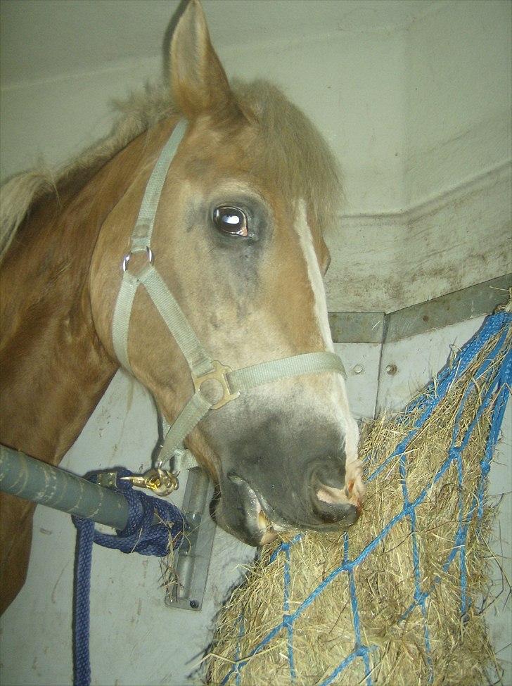 Haflinger Valerie - På vej hjem til Bjergby 2011. billede 15