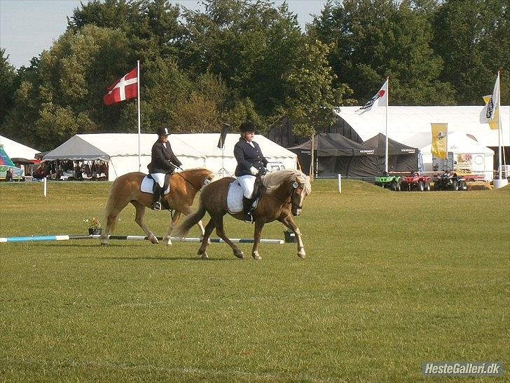 Haflinger Gildegaardens Havanna billede 2