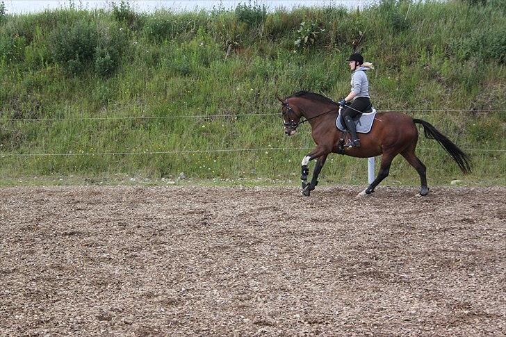 Dansk Varmblod Fifi<33 billede 9