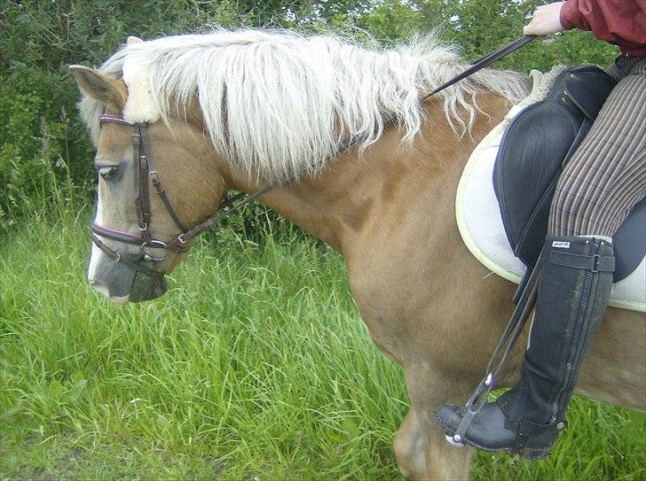 Haflinger Valerie - vores første ridetur efter du kom hjem i 2011 billede 16