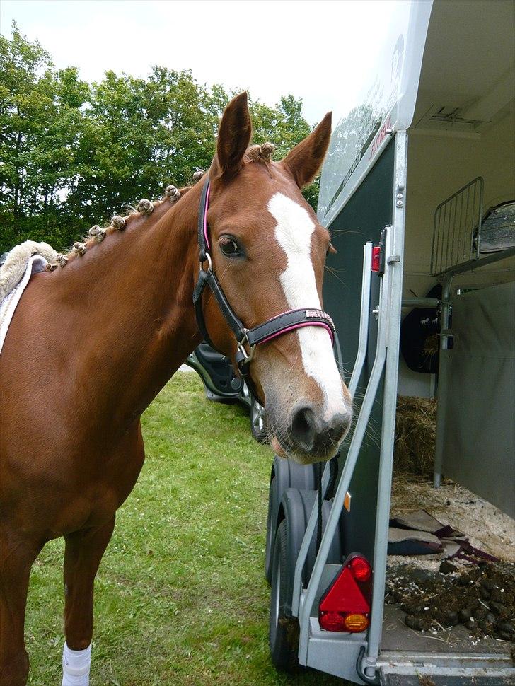 Anden særlig race Nørregårdens My Lady  - Lady til stævne i Hyllebjerg :-)  billede 15