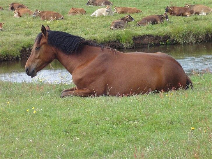 DSP Ng Golden Champion. billede 17