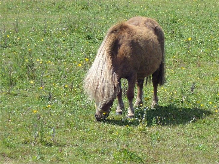 Shetlænder ». Tulle. billede 13