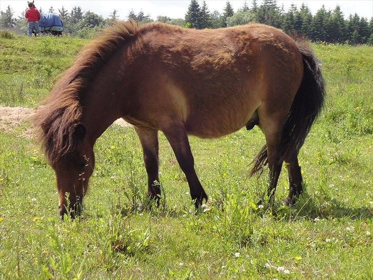 Shetlænder Nederbygårdens Junior. billede 8