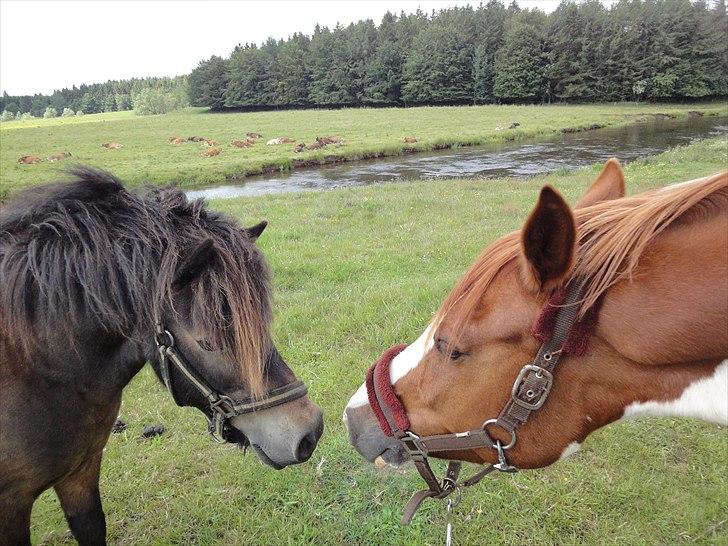 Anden særlig race » Tarzan.  billede 20