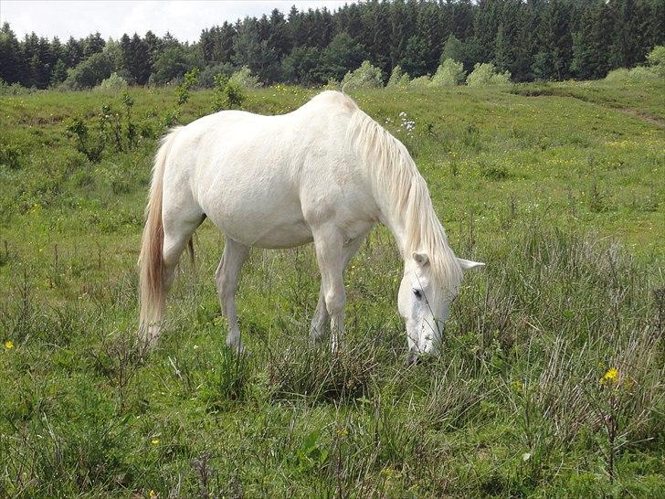 Anden særlig race .» Silver. - HALVPENSION! billede 16