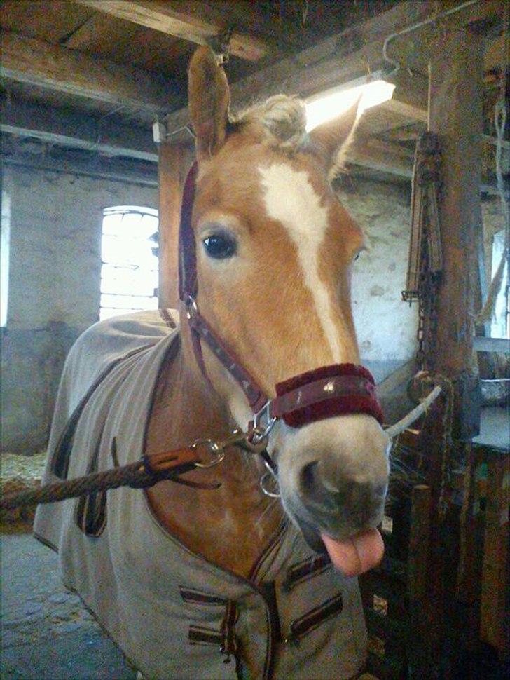 Haflinger Boline Bendroff billede 7