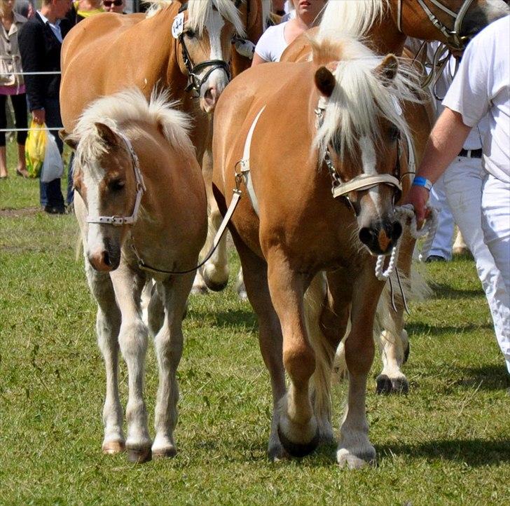 Haflinger Firefly Lindegaard solgt - Firefly med sin mor på odense dyreskue 2011 billede 17