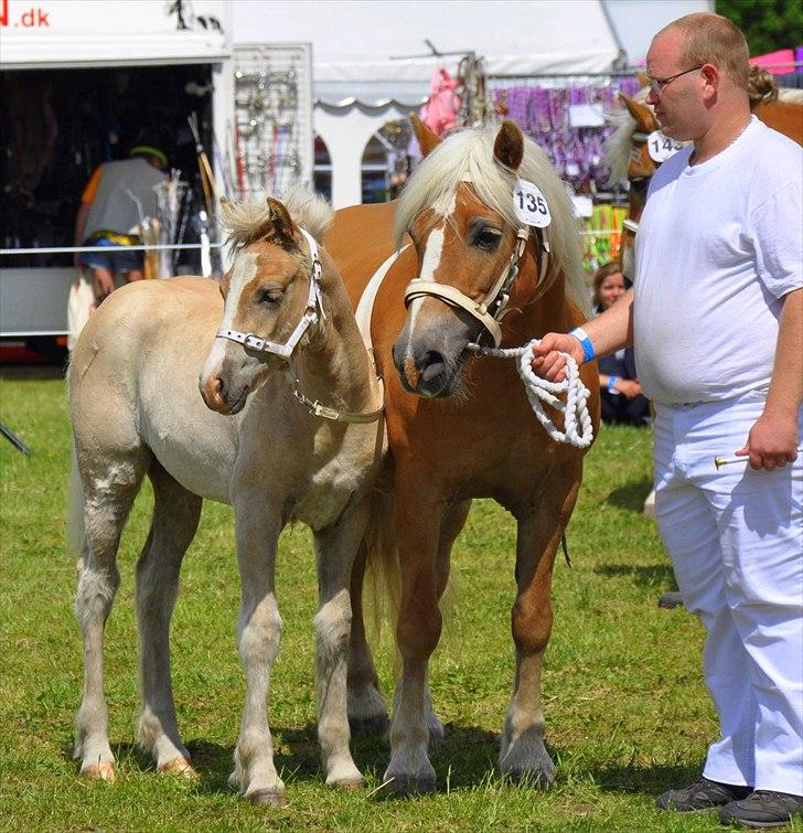 Haflinger Firefly Lindegaard solgt - Firefly med sin mor på odense dyreskue 2011 billede 18
