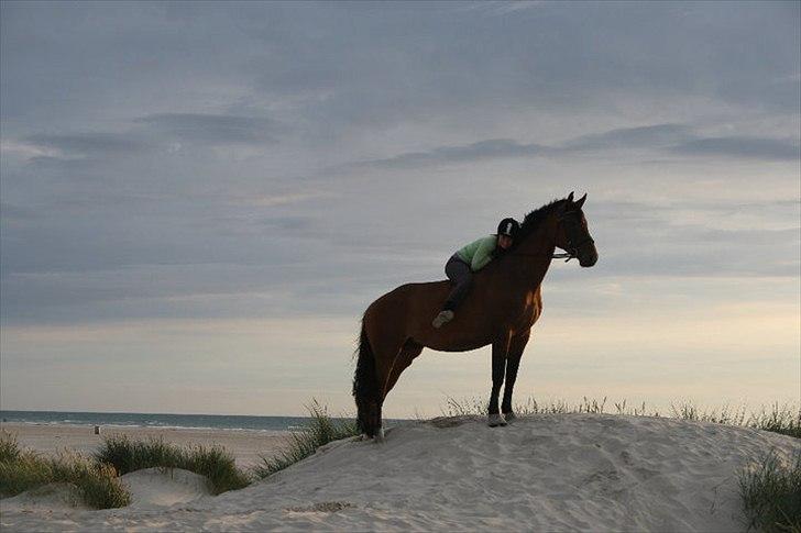 Dansk Varmblod Champagne VG (tidl. lånehest) billede 1
