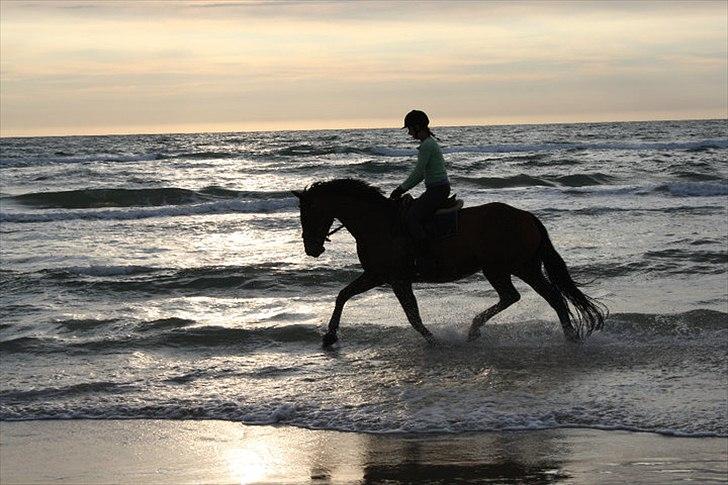 Dansk Varmblod Champagne VG (tidl. lånehest) billede 2