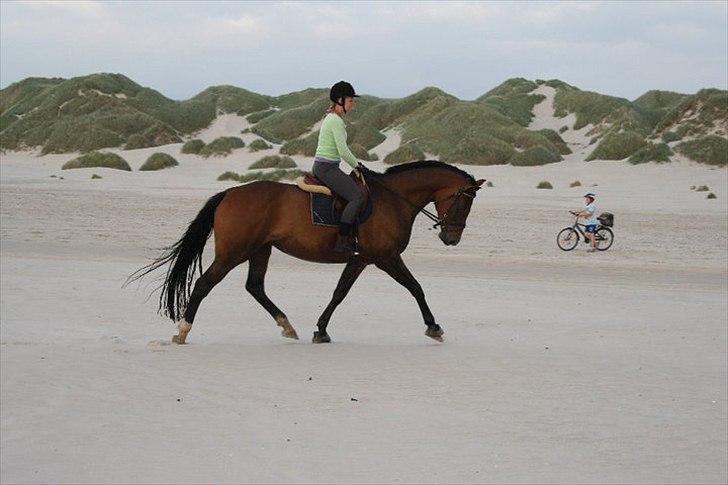 Dansk Varmblod Champagne VG (tidl. lånehest) billede 3