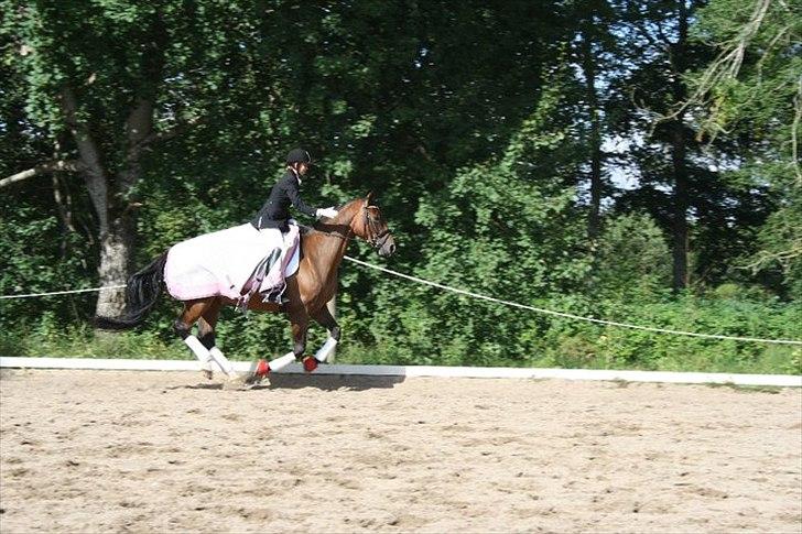 Dansk Varmblod Champagne VG (tidl. lånehest) billede 4